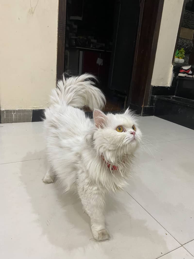 Cat cat 1