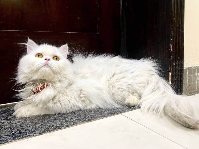 Cat cat 2