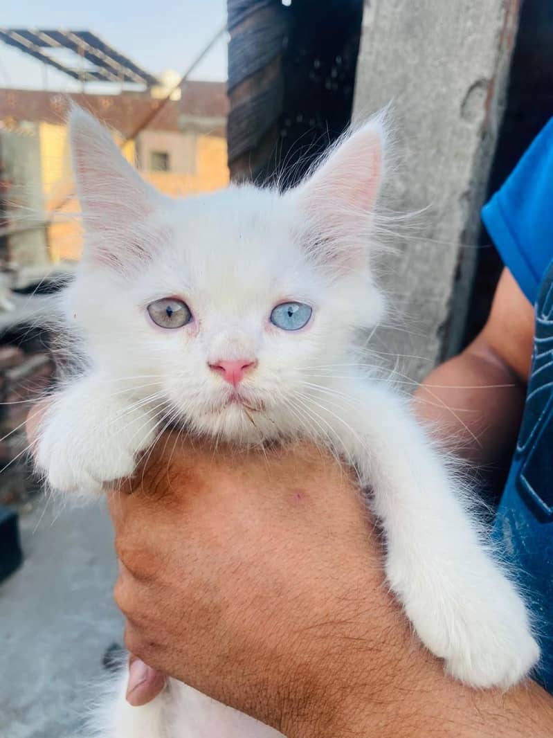 persion kitten 0