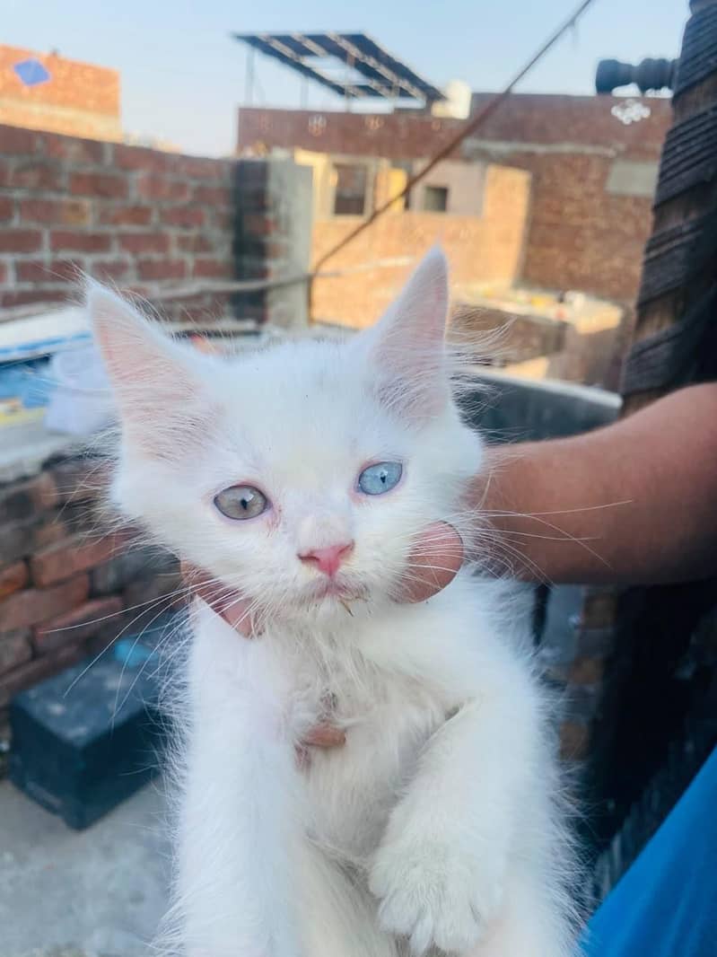 persion kitten 1