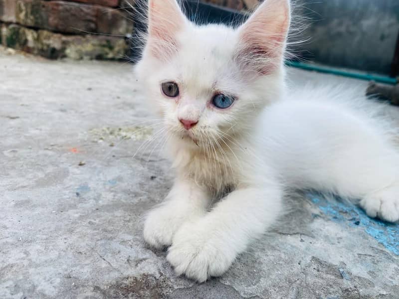 persion kitten 2