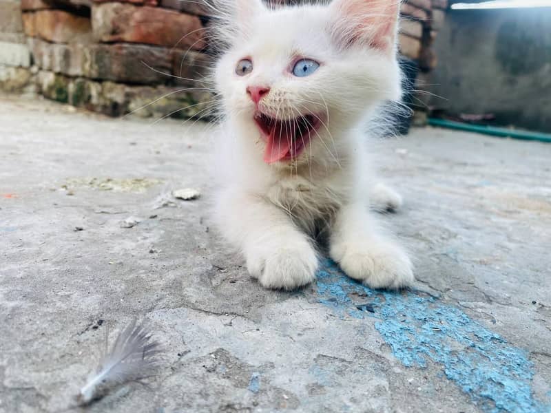 persion kitten 3