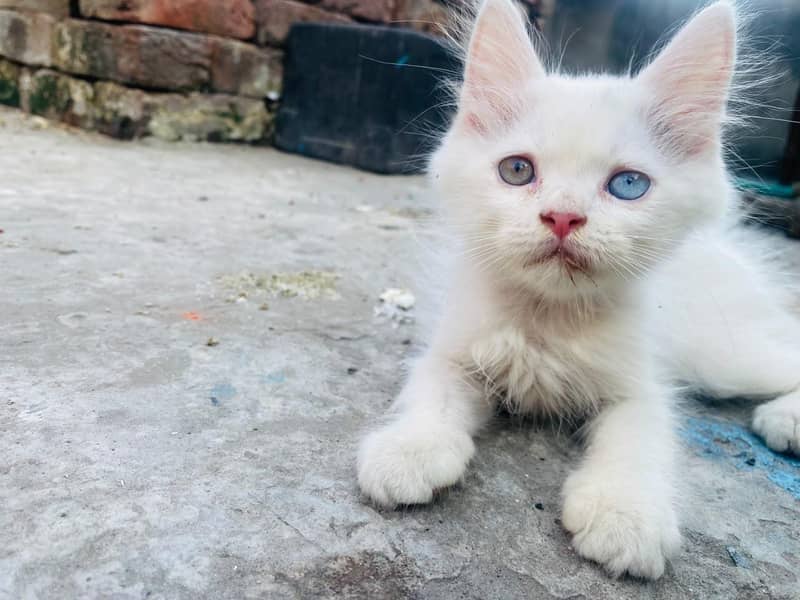 persion kitten 4