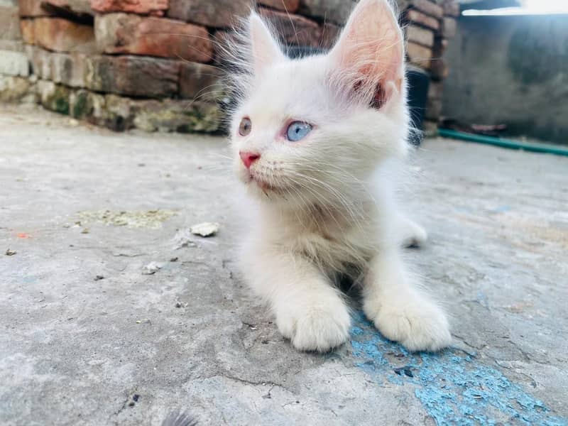 persion kitten 5