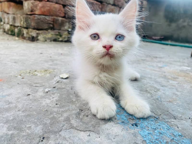 persion kitten 6
