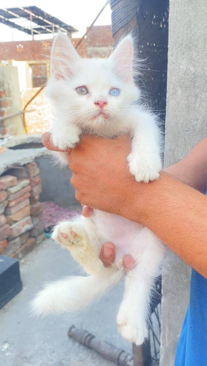 persion kitten 7