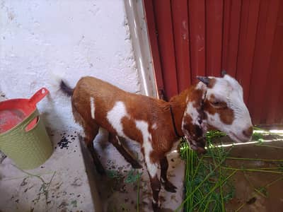dasi bakre for sale Whatsapp 03178910741