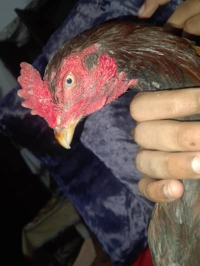 mix breed male available