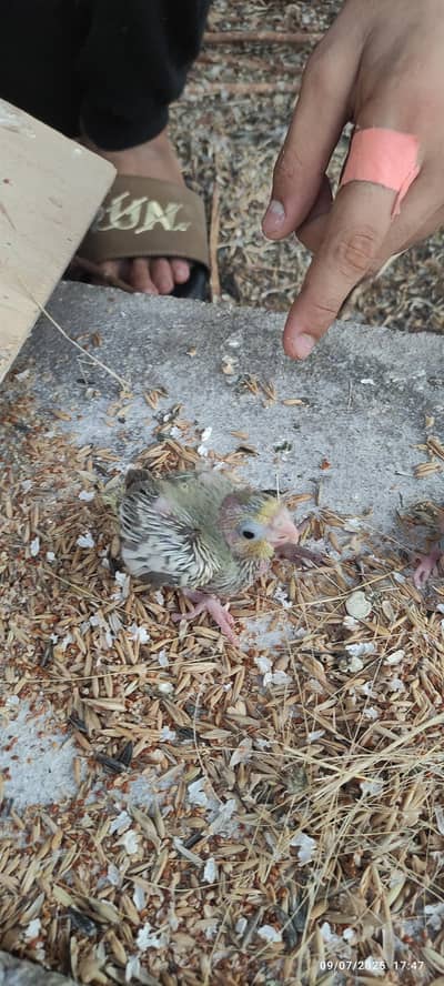 baby cocktail and breeder pair of cocktails