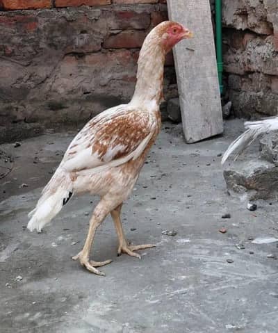 Aseel lasani for sale health and active and egg alsa giving