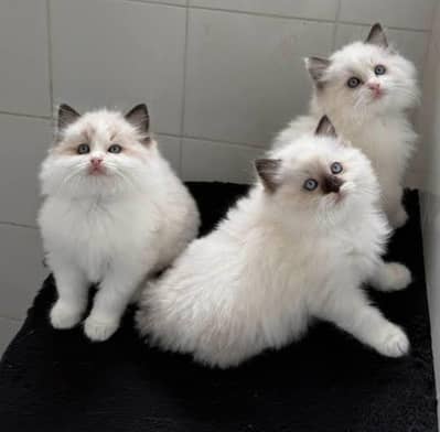 High quality Ragdoll or pure Persian show quality kittens for sale