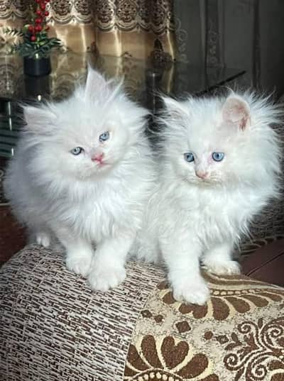 High quality Ragdoll or pure Persian show quality kittens for sale