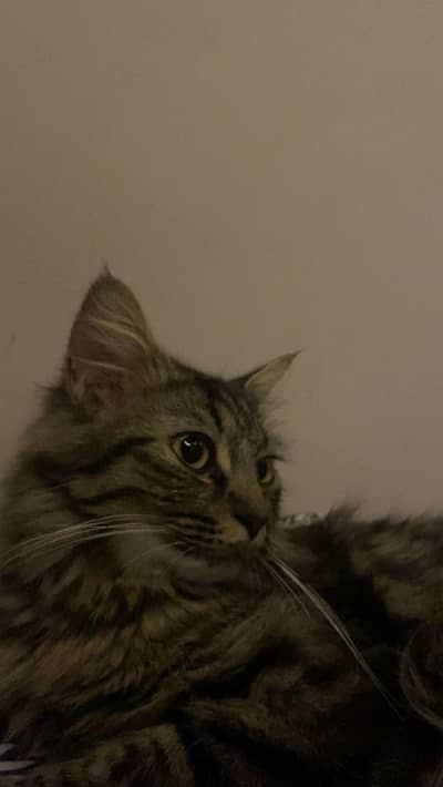 Siberian Cat (Female)