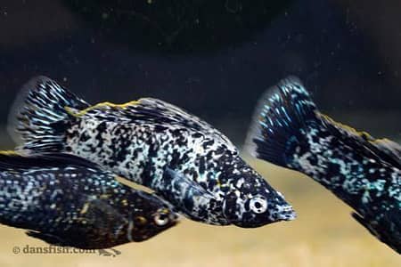 Guppy Fish