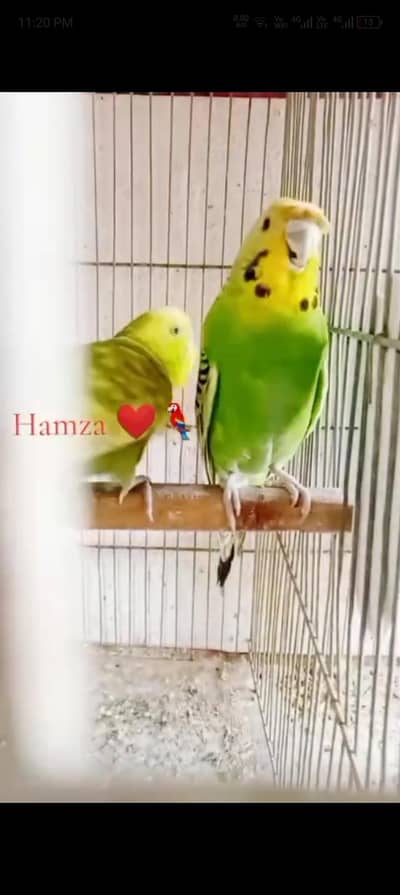 crusted dun Female & mauve rainbow Male