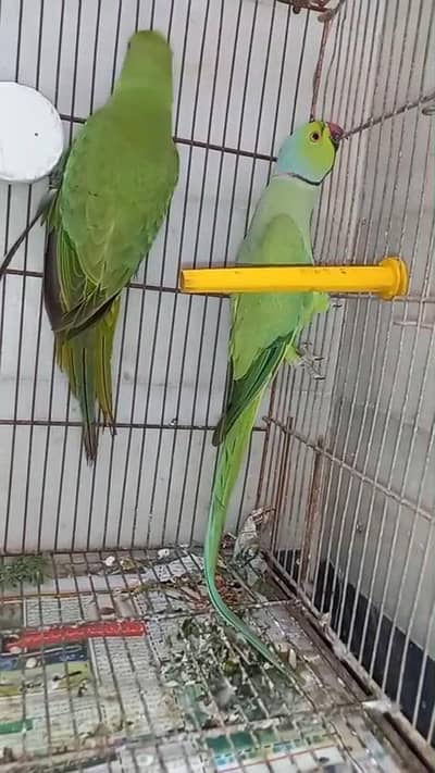 ringneck healthy and active pair available