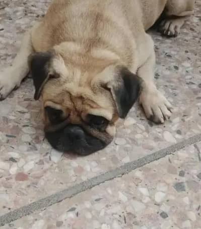 Fawn pug dog fawn with black mask