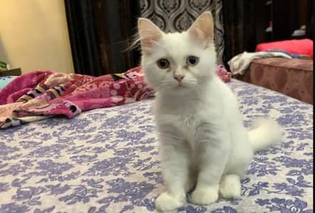 persion cat