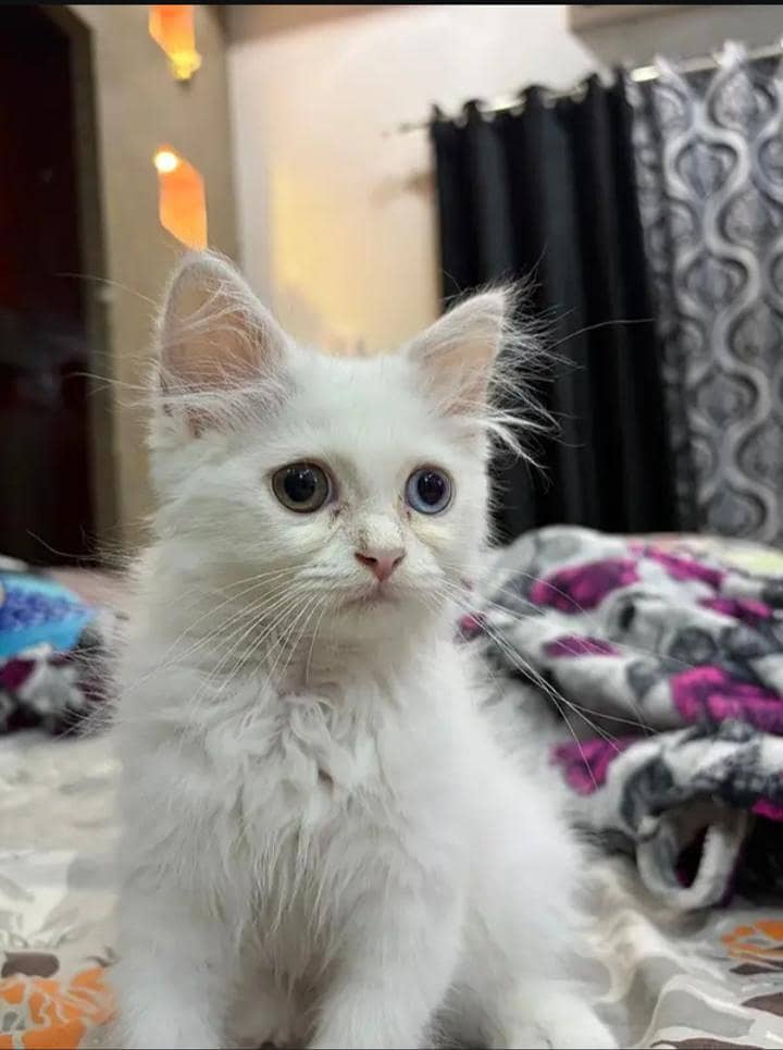 persion cat 1
