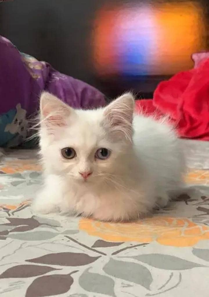 persion cat 2