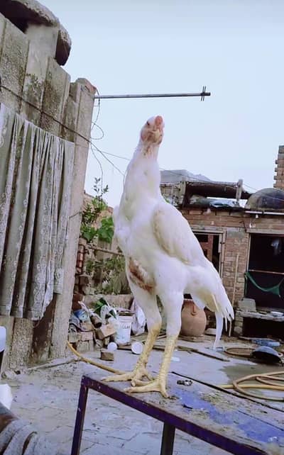 shamo white king