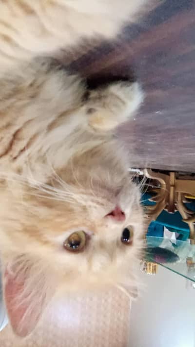 Persian Fluffly Ginger cat for sale in Bharia Town lahore