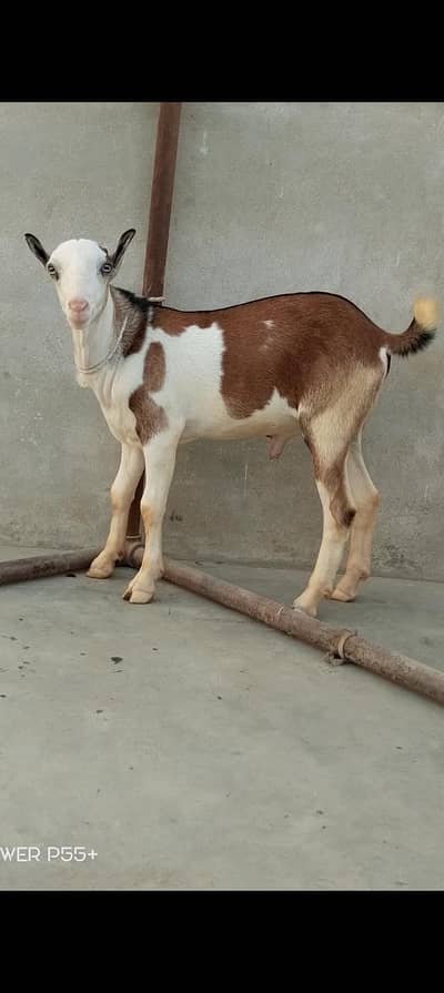 TEDDY BREEDER COLITY MALE PAIR LAAL ABLUCK & FULL GULABI