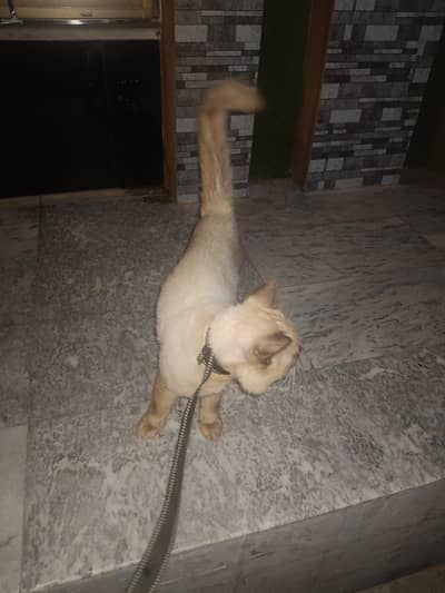 Persian
