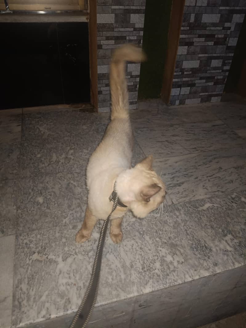 Persian 0