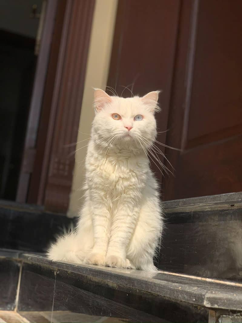 Persian cat 0