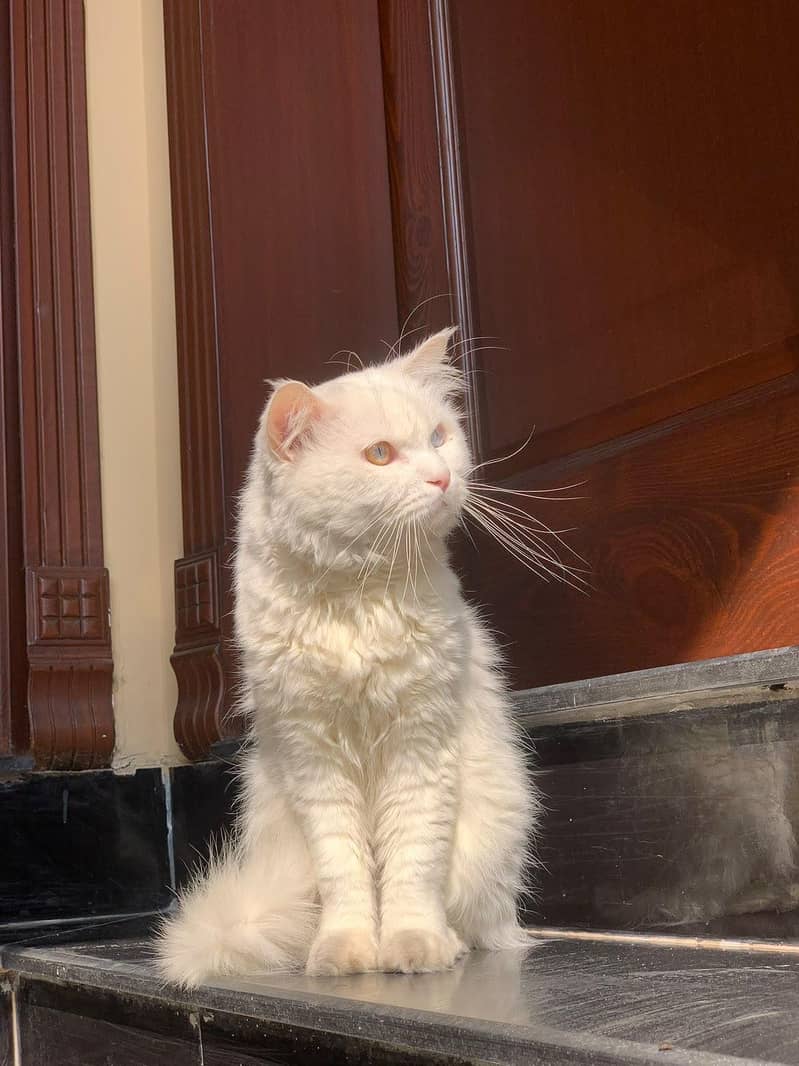 Persian cat 1