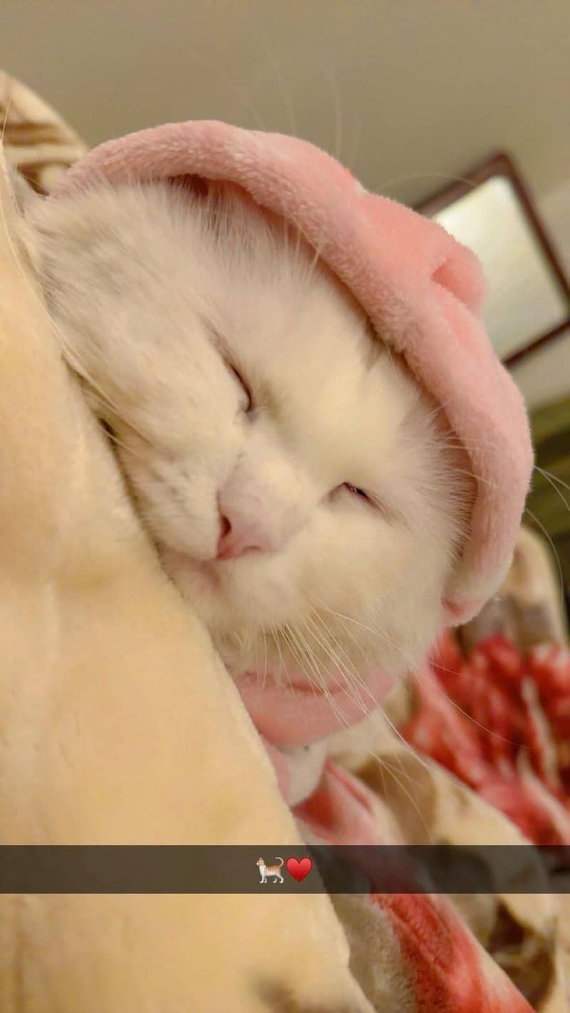 Persian cat 2