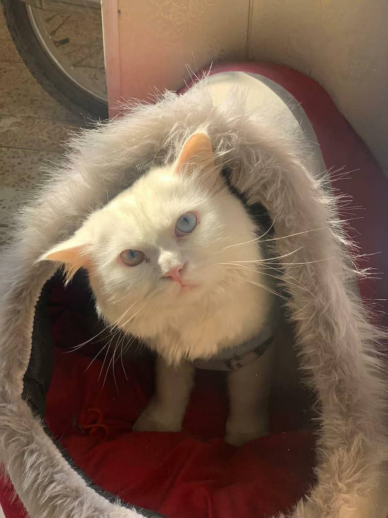 Persian cat 3