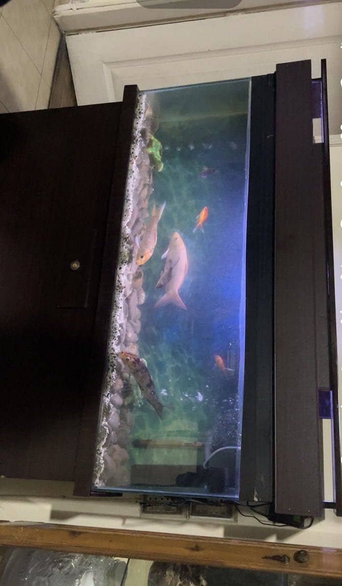 4 Ft Aquarium 0