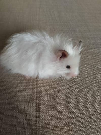 Hamsters Available