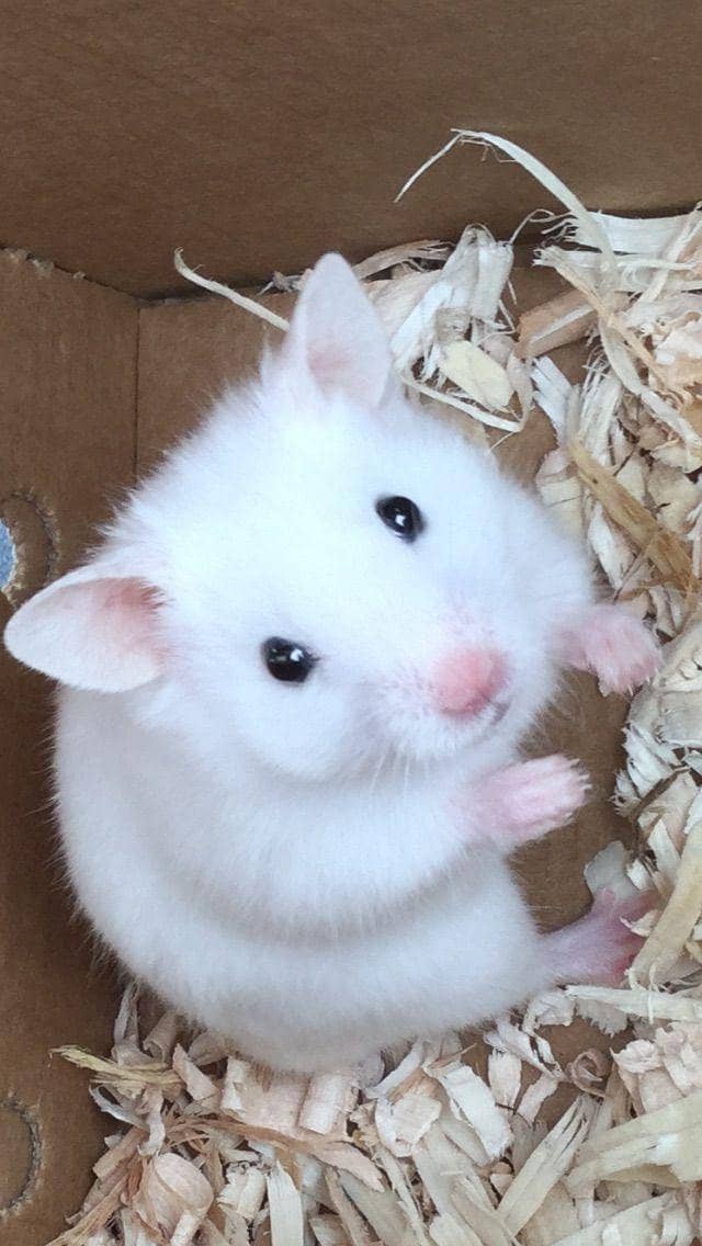 Hamsters Available 1