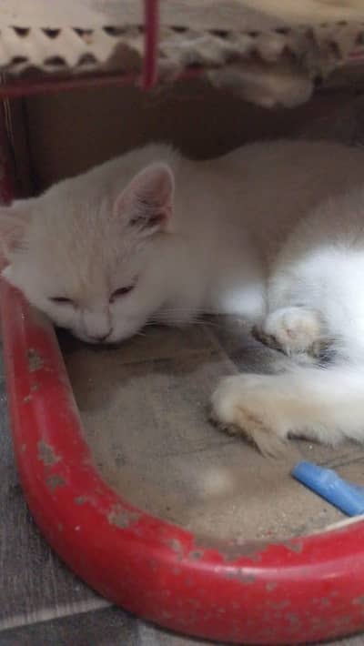 urgent sale hai achi home breed hai