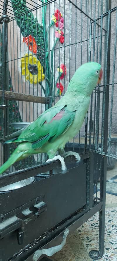 Raw parrot
