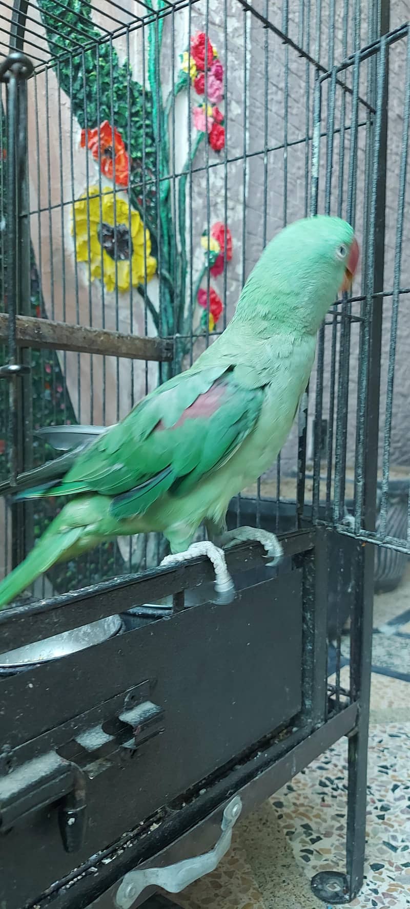 Raw parrot 0