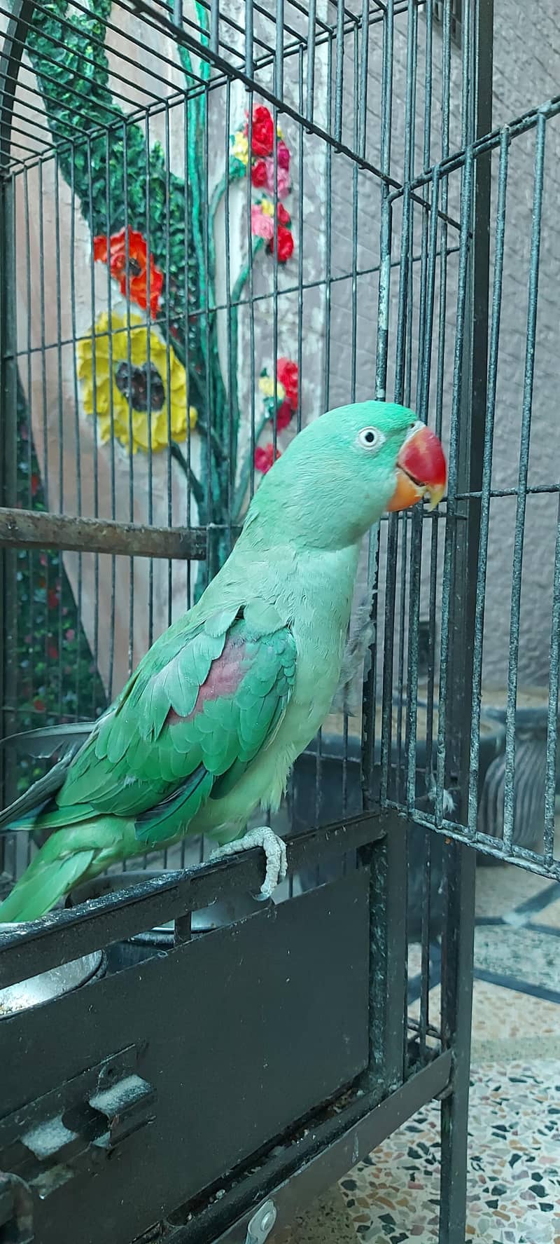 Raw parrot 1