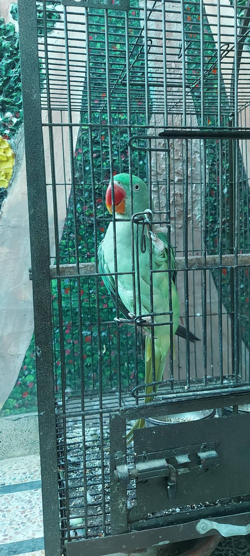 Raw parrot 2