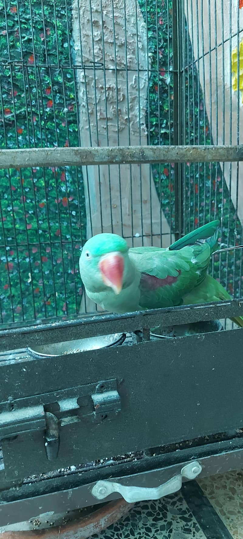 Raw parrot 3