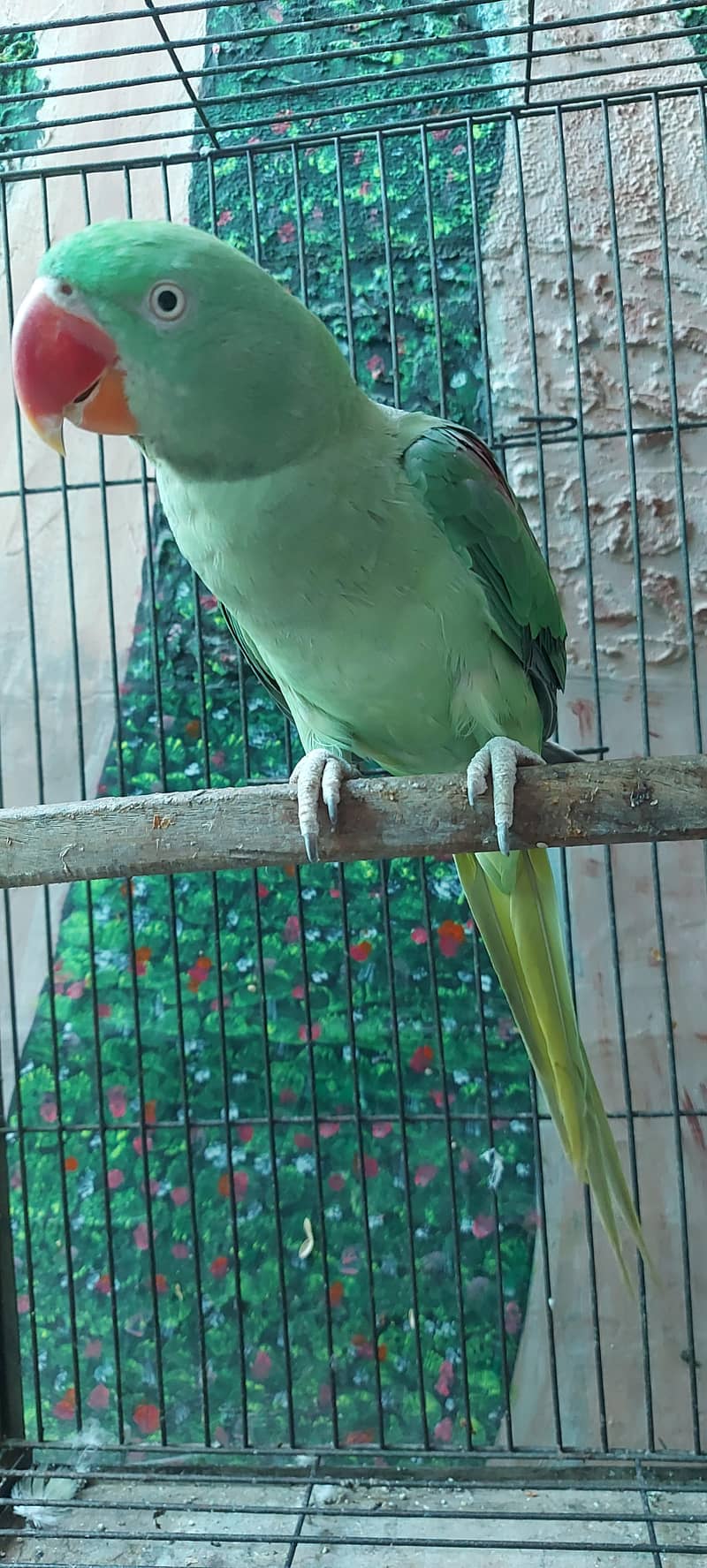Raw parrot 4