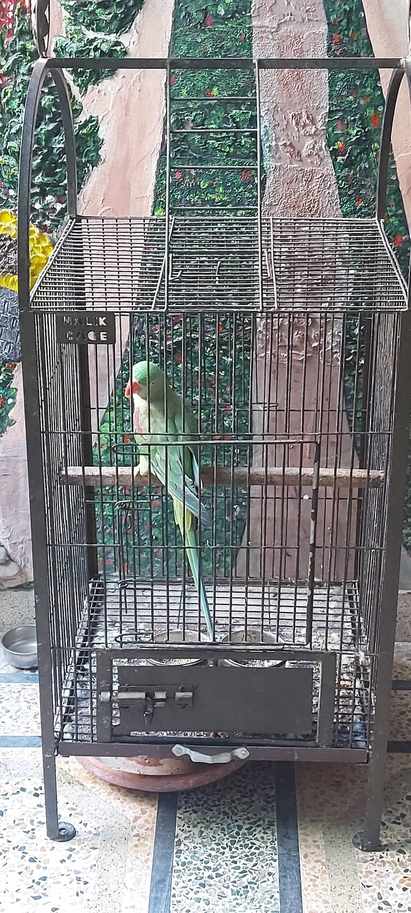 Raw parrot 5