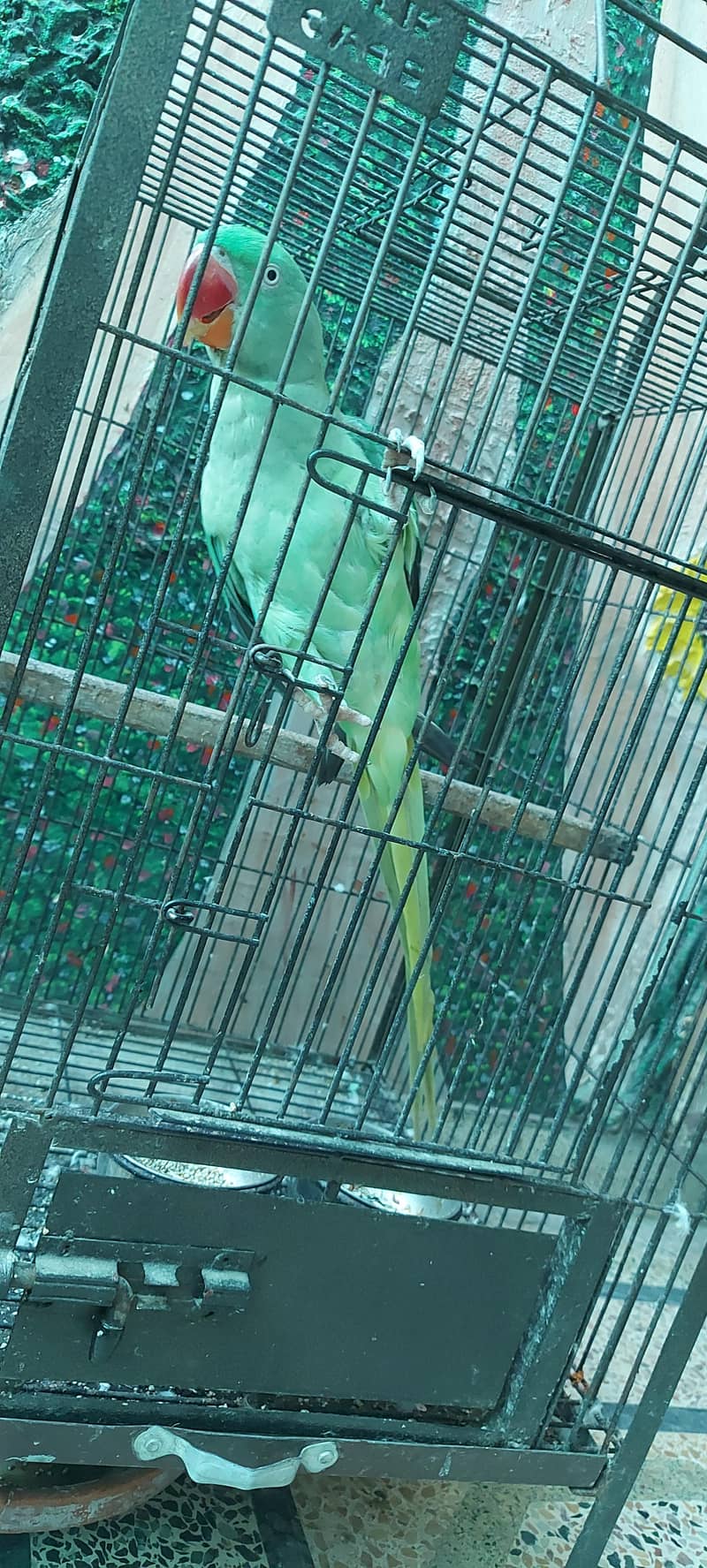 Raw parrot 6