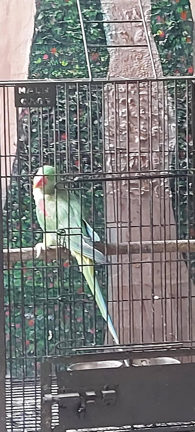 Raw parrot 7