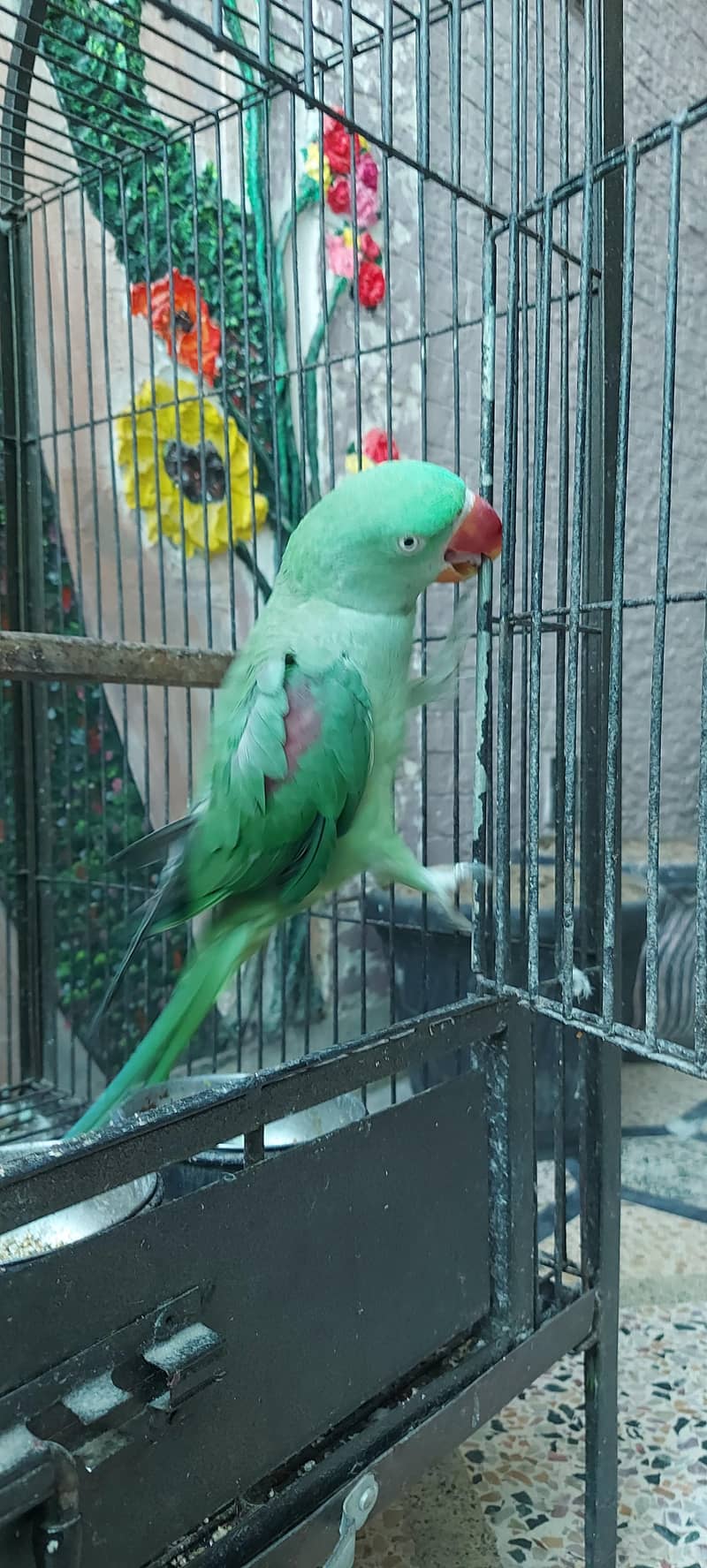 Raw parrot 8