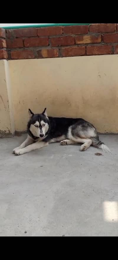 Siberian husky