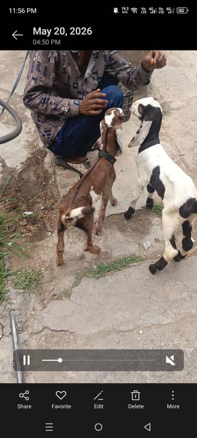 beetal goat with 2 kids