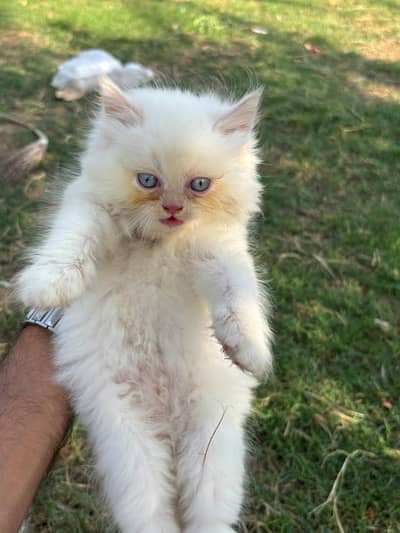 Pursian kitten | Himalayan kitten | cat | Pursian cat